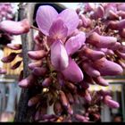 Blüten meines Orchideenbaumes