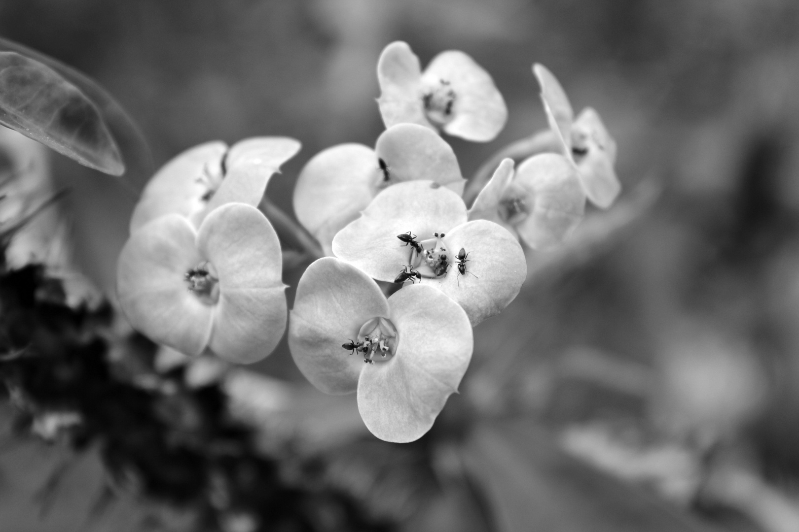 Blüten mit Ameisen als Bestäuber