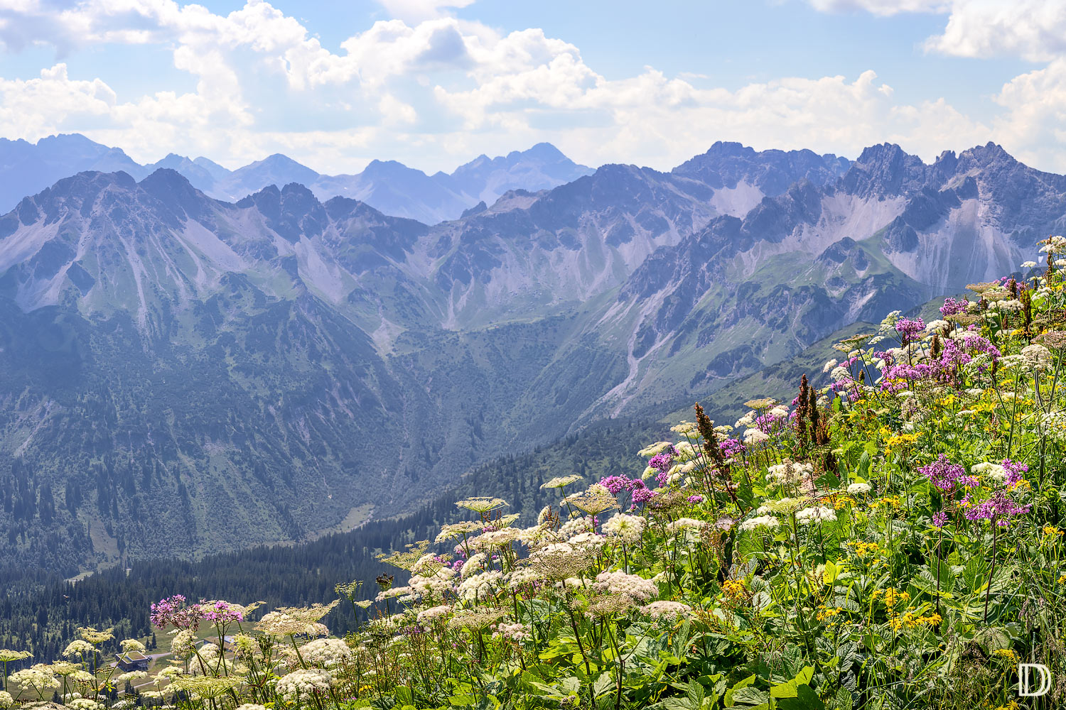 Blüten mit Aussicht