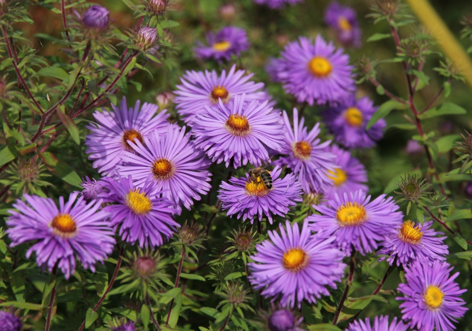 Blüten mit Besuch