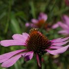 Blüten mit Besuch