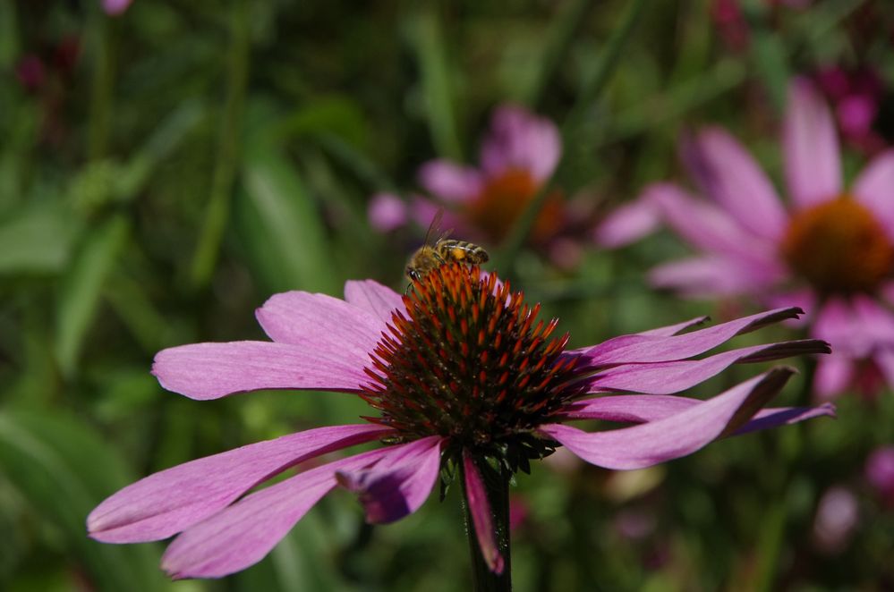 Blüten mit Besuch