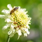 Blüten mit Besuch