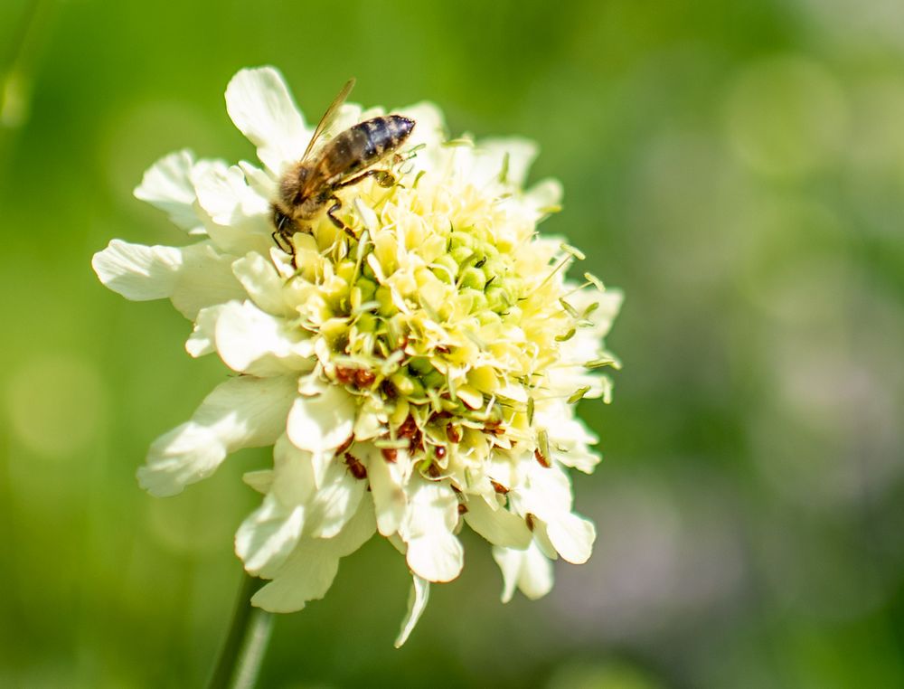 Blüten mit Besuch