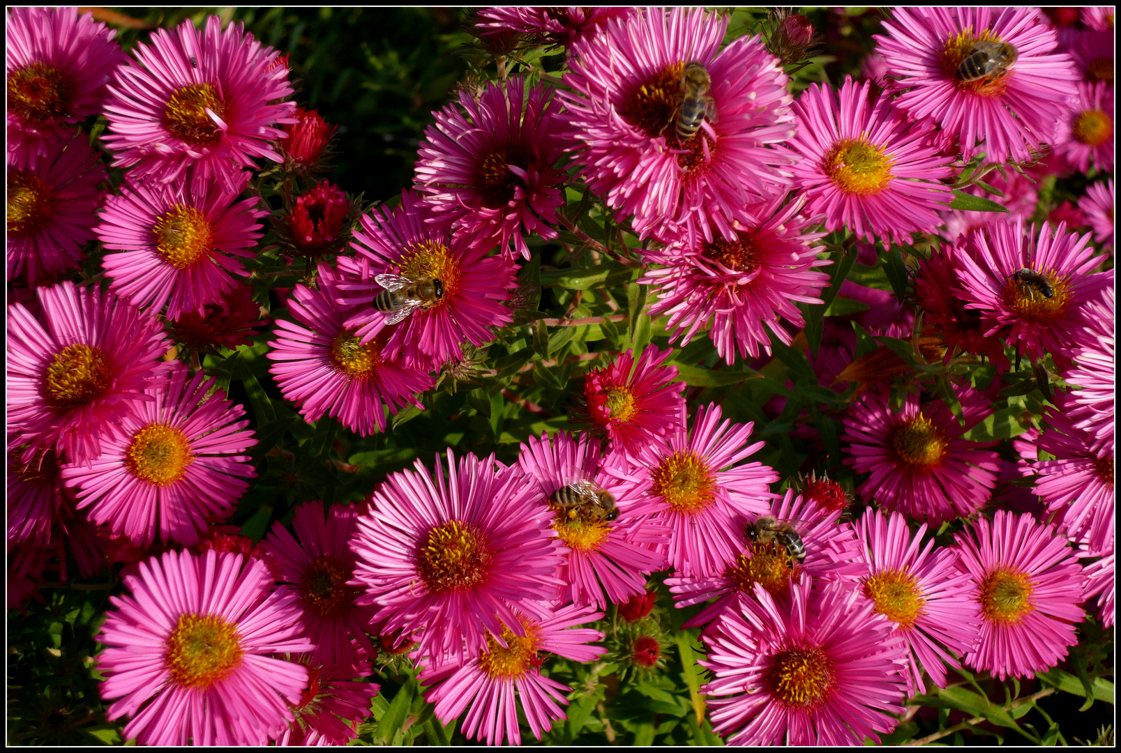 Blüten mit Besucher