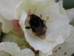 Blüten mit Besucher