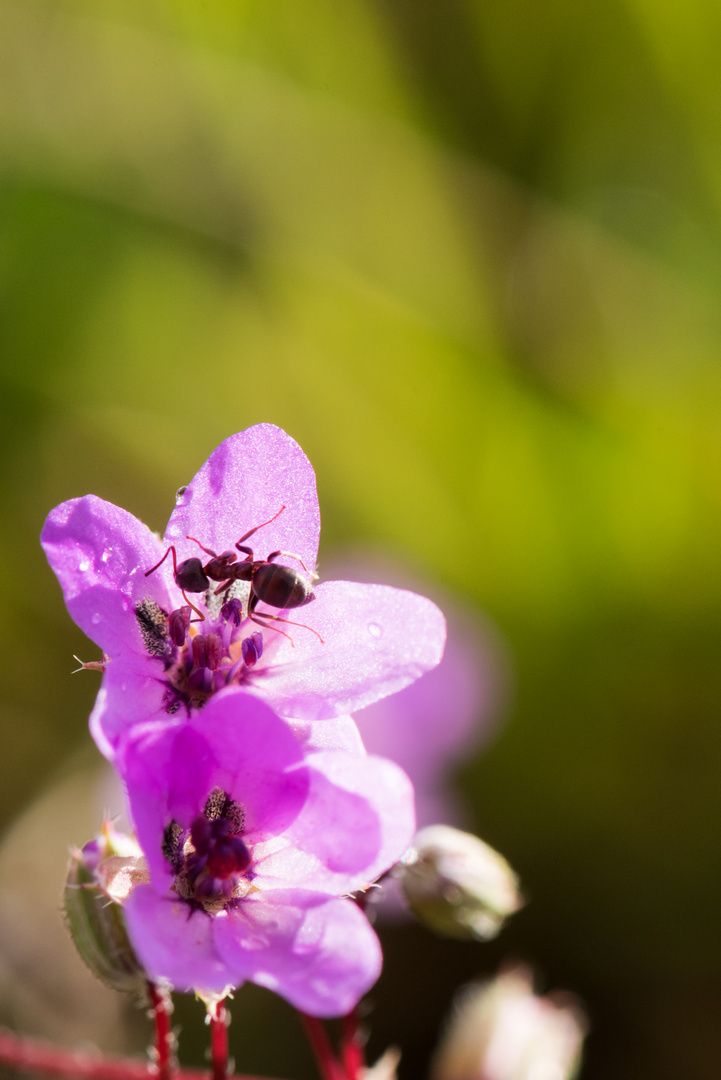 Blüten mit Besucher