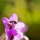 Blüten mit Besucher