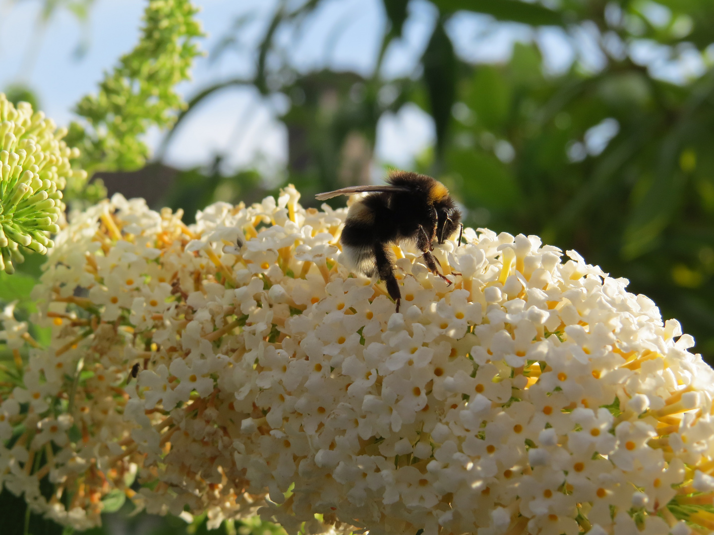 Blüten mit Besucher