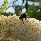 Blüten mit Besucher