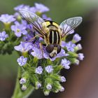 Blüten mit Besucher