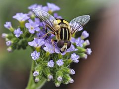 Blüten mit Besucher