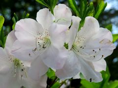  Blüten mit Besucher