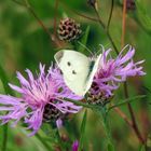 Blüten mit Besucher ...