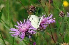 Blüten mit Besucher ...