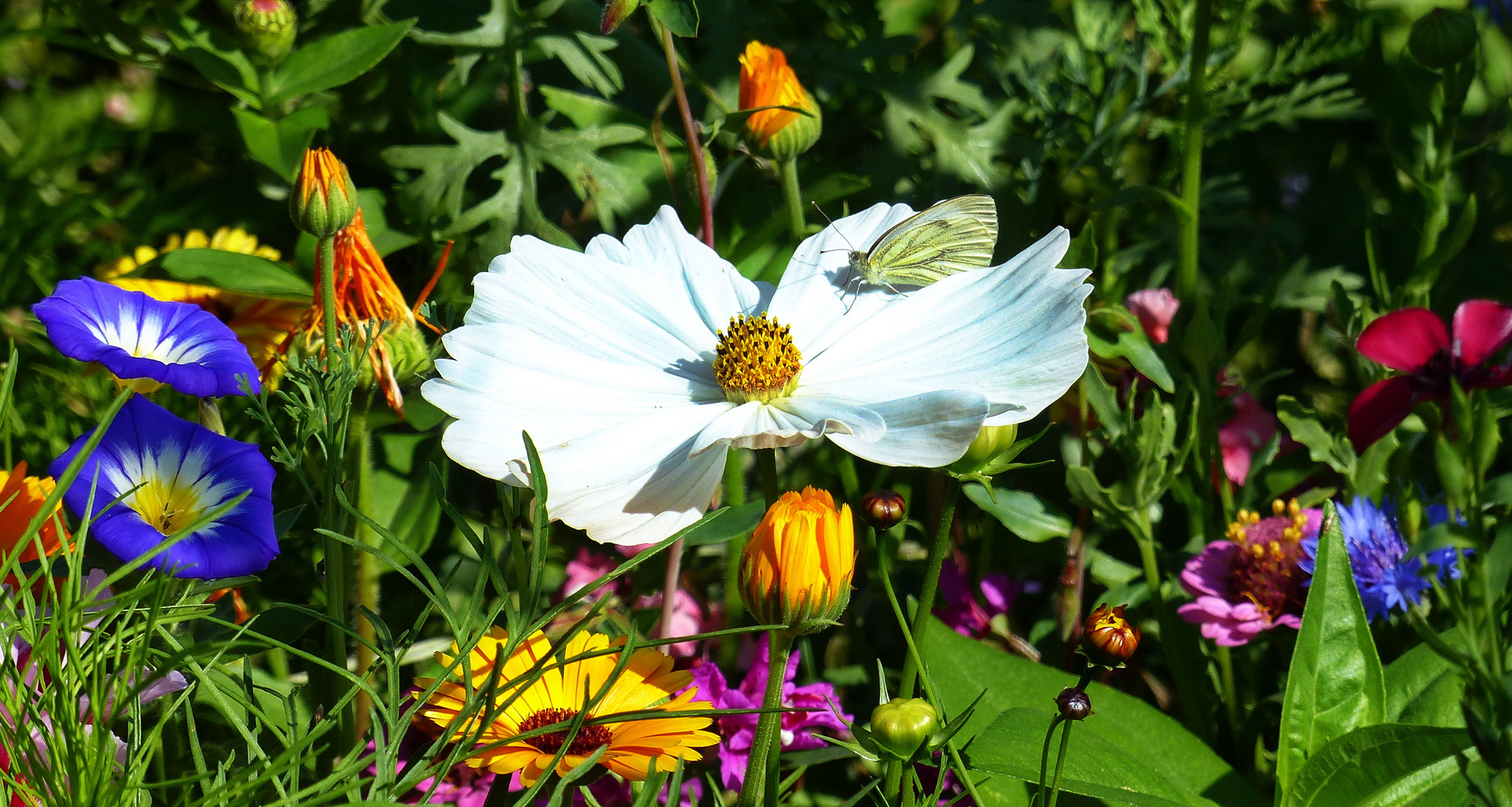 Blüten mit Besucher ...