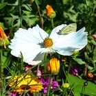 Blüten mit Besucher ...