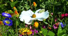 Blüten mit Besucher ...