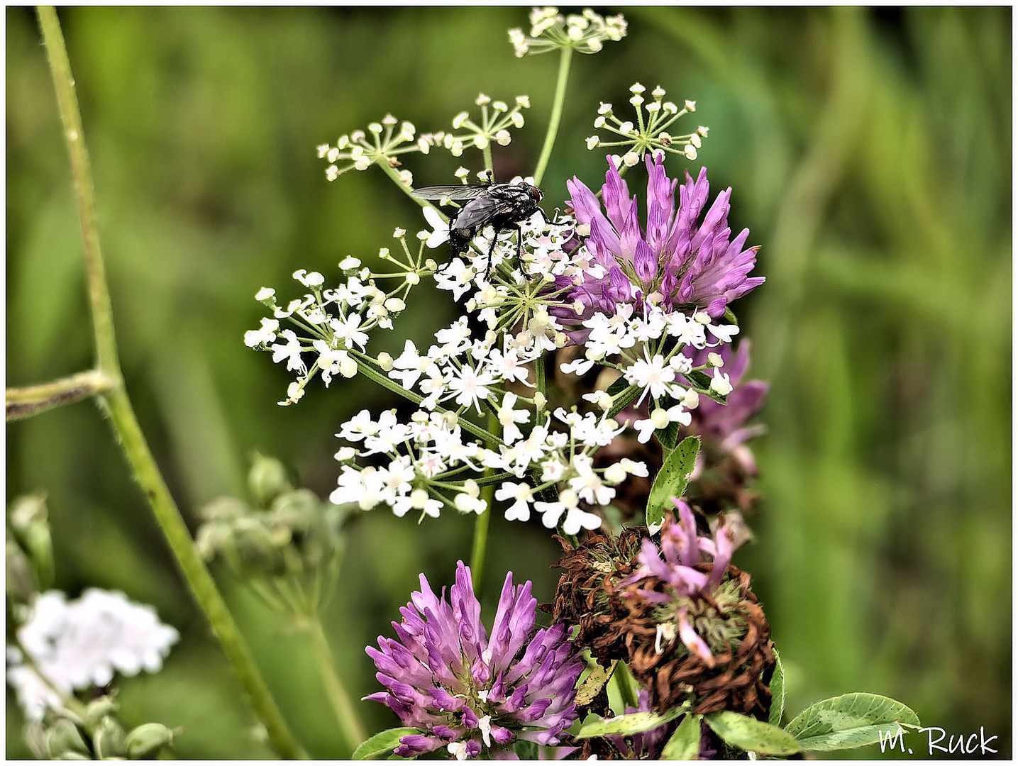 Blüten mit Besucher ,