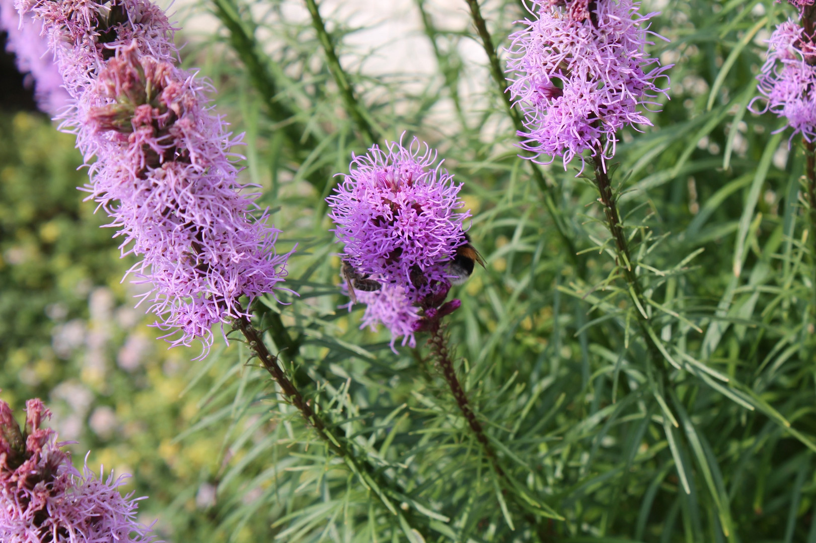 Blüten mit Bienchen