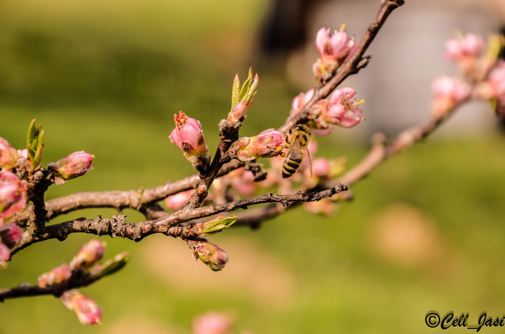 Blüten mit Biene