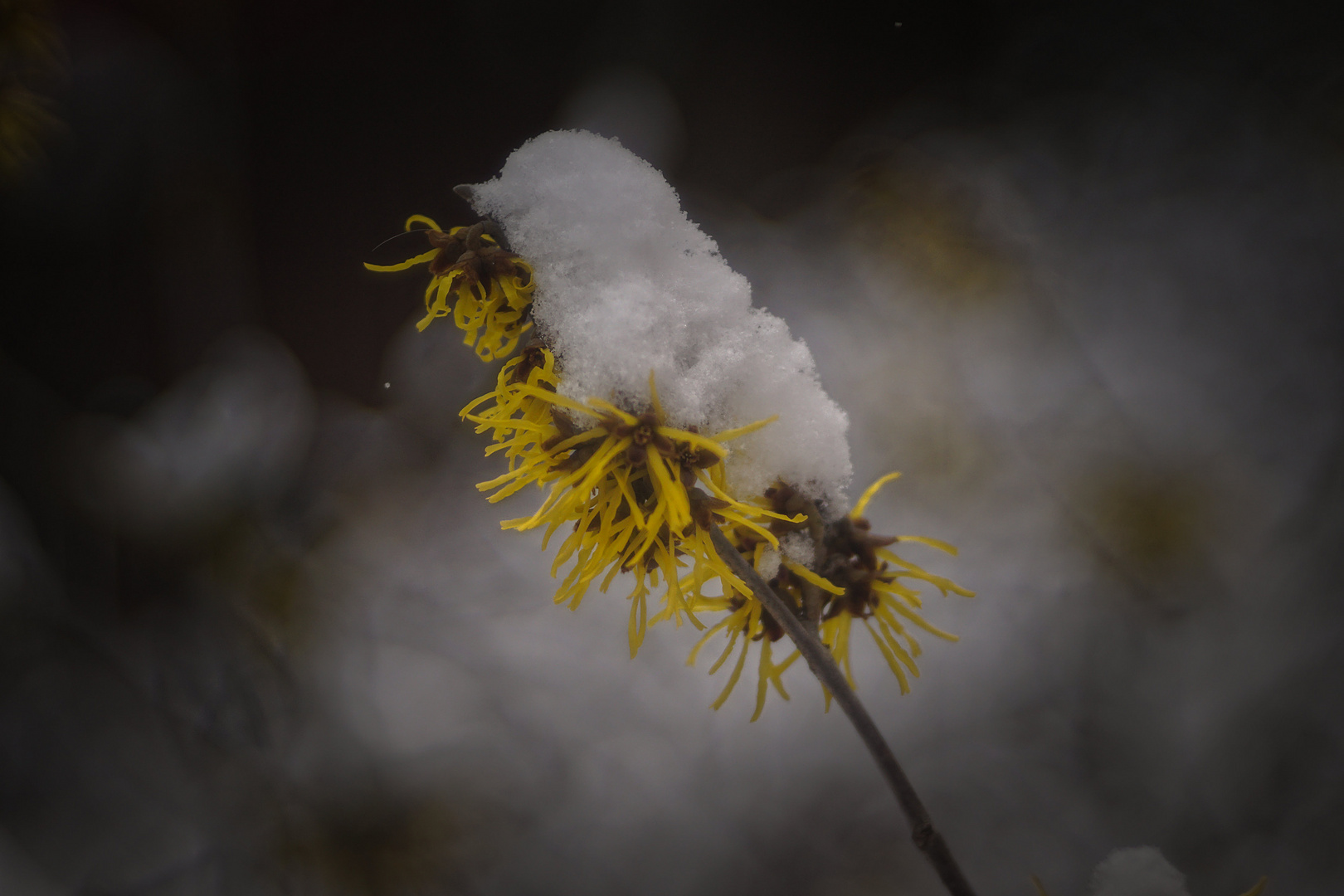 Blüten mit dem Diaplan