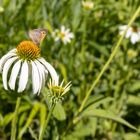 Blüten mit dem großen Ochsenauge