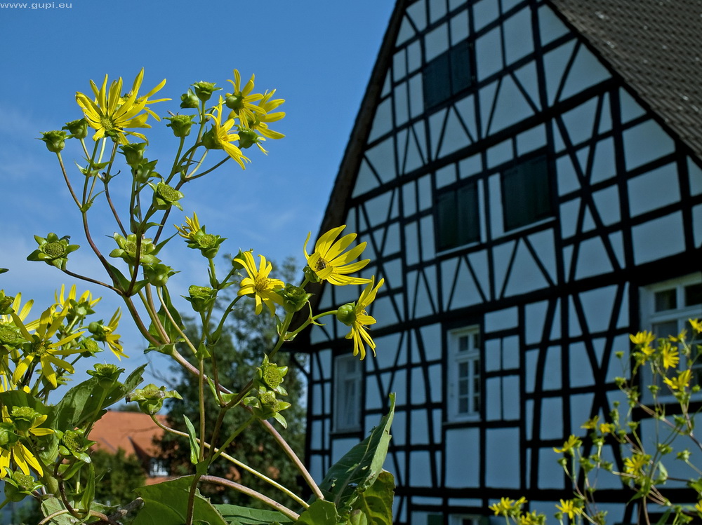 Blüten mit Fachwerk