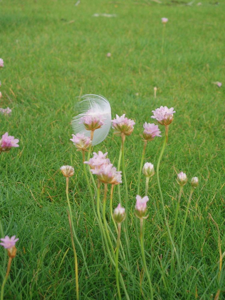 Blüten mit Feder