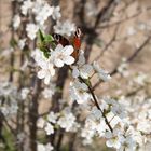 Blüten mit Gast