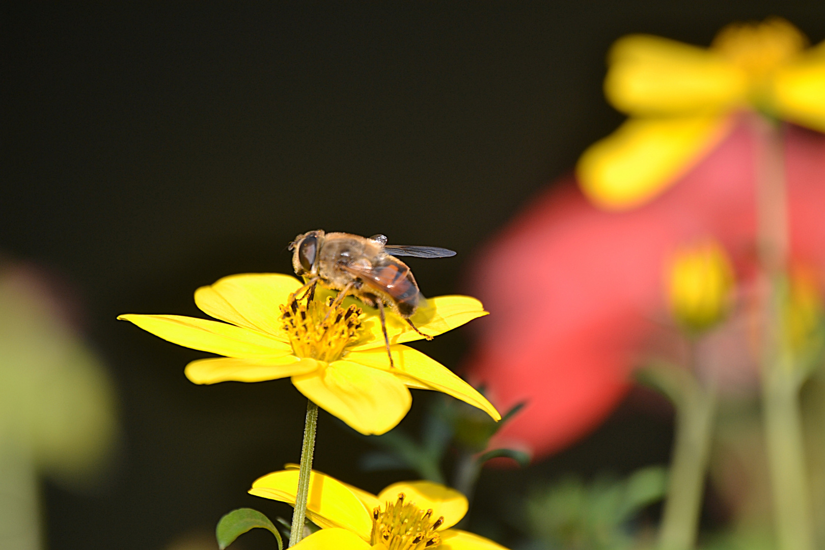 Blüten mit Gast