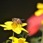 Blüten mit Gast