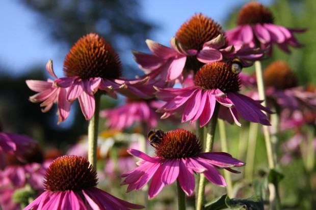 BLÜTEN MIT HUMMEL