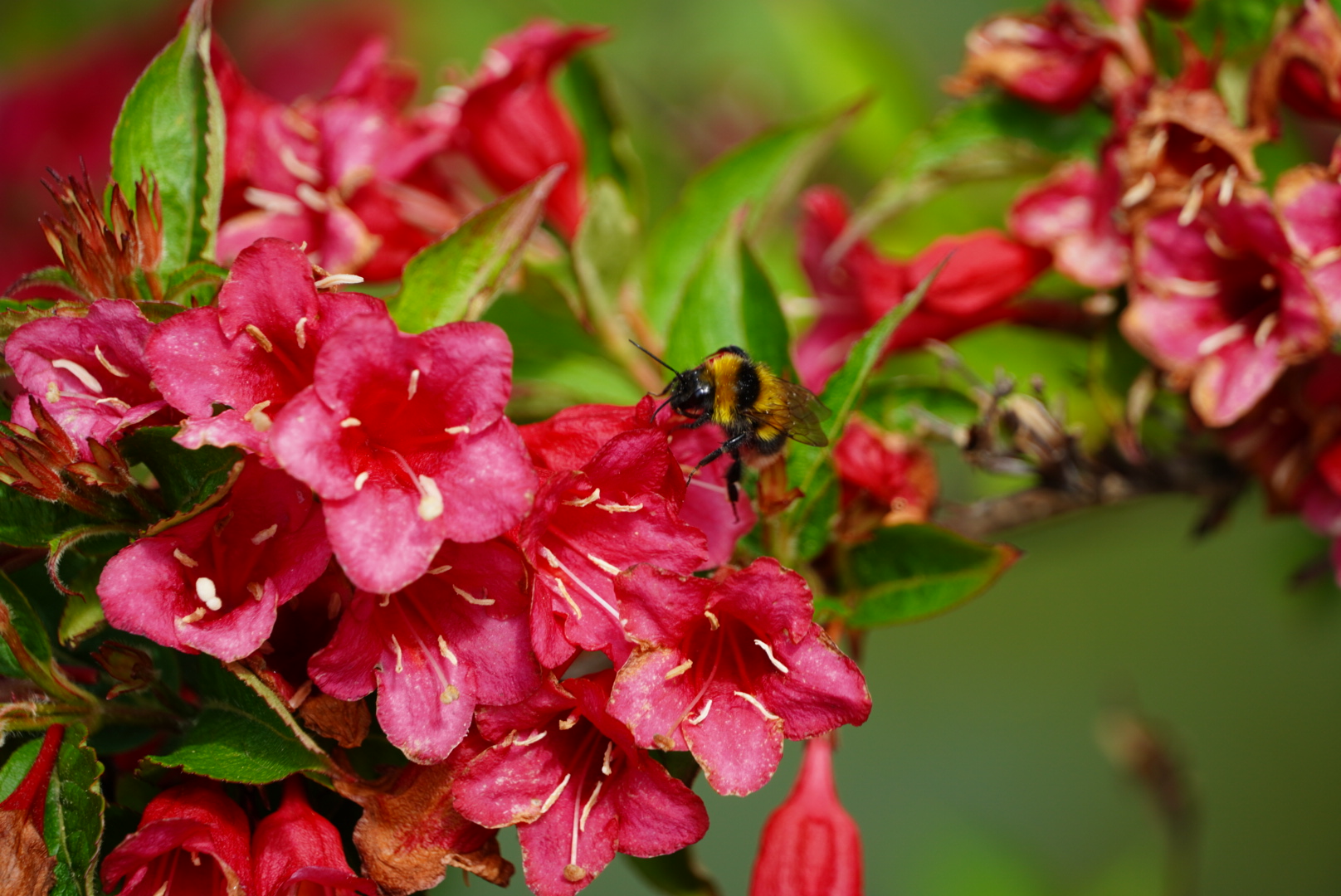 Blüten mit Hummel