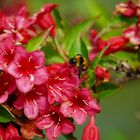 Blüten mit Hummel