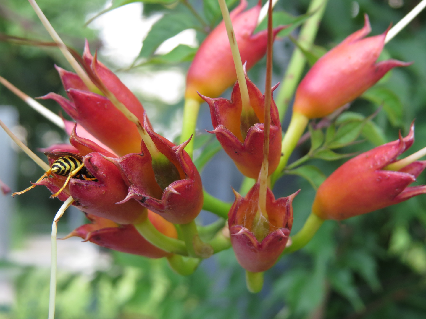 Blüten mit hungriger Wespe