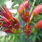 Blüten mit hungriger Wespe