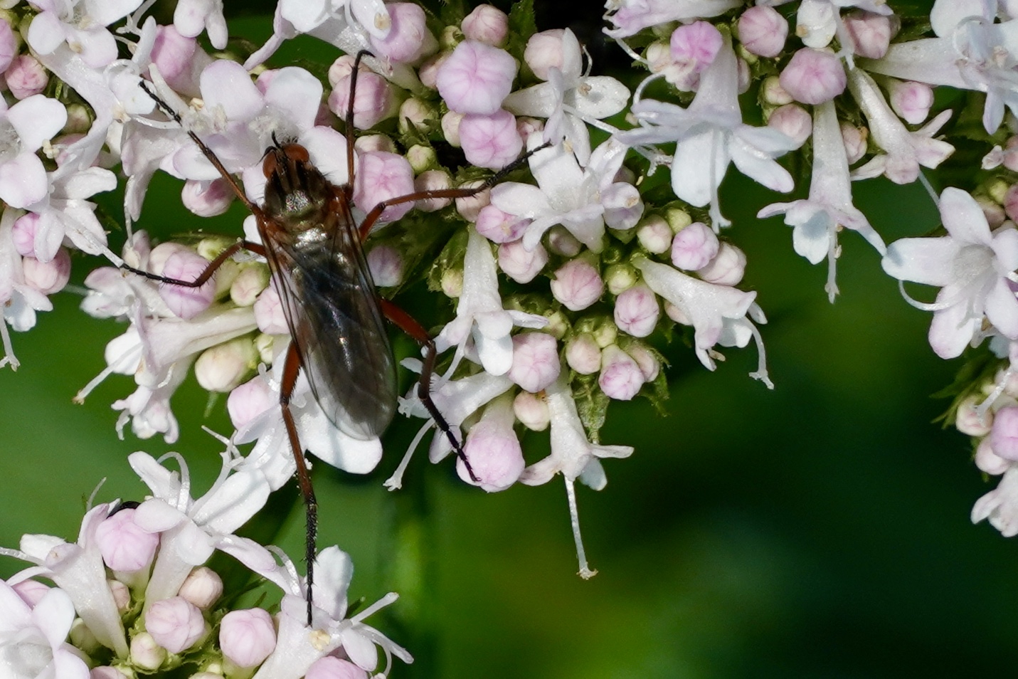 Blüten mit Insekt