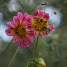 Blüten mit Insekten