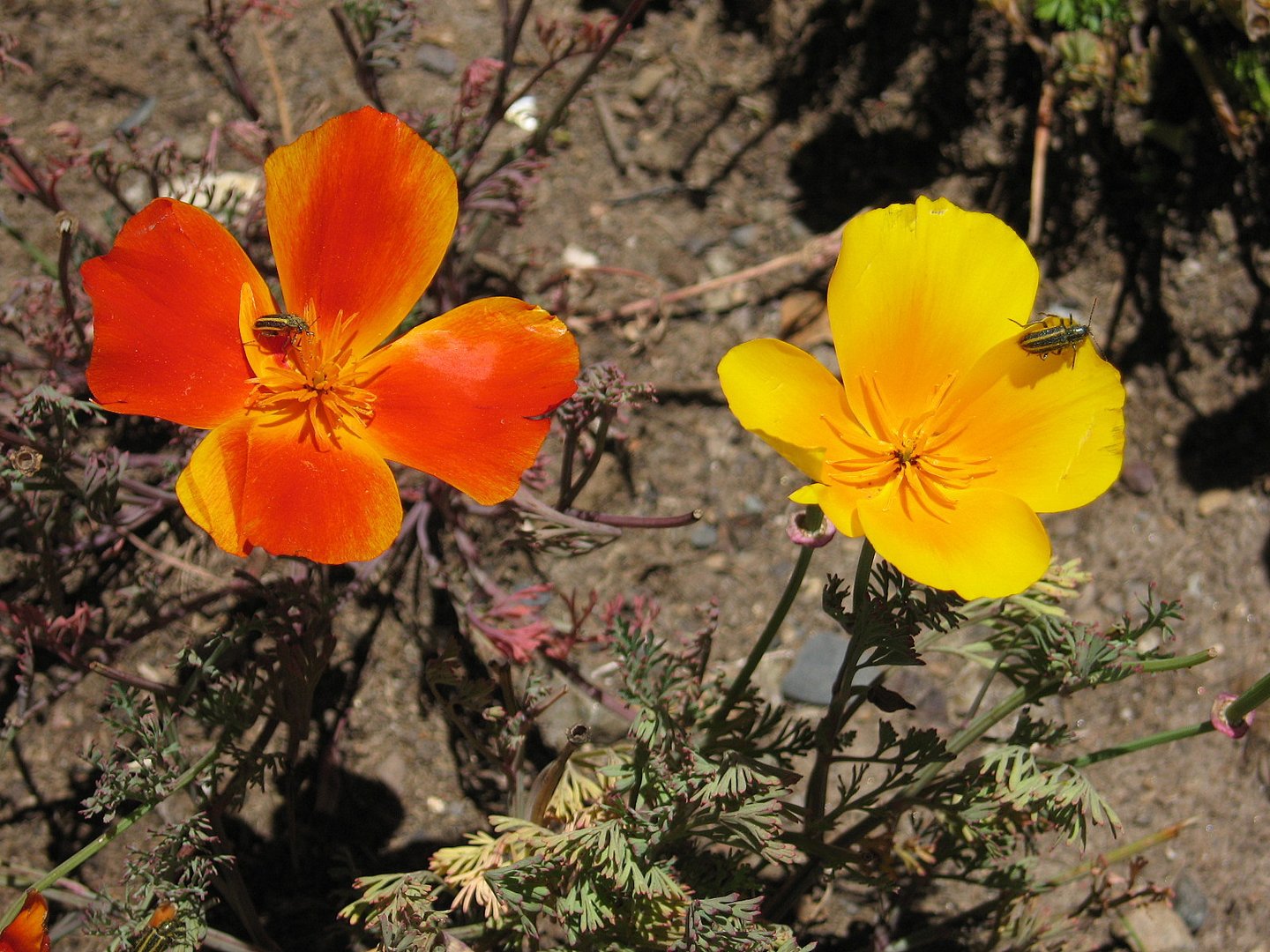 Blüten mit Käfer (Südamerika)