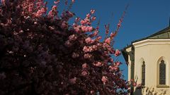 Blüten mit Kirchenfenster