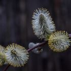 Blüten mit Kuschelfaktor