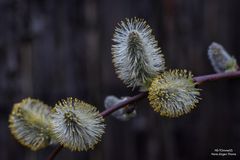 Blüten mit Kuschelfaktor