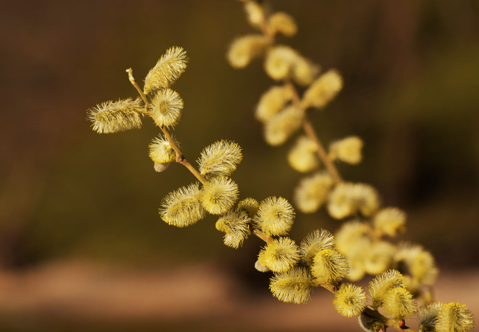 Blüten mit Kuschelfaktor