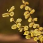 Blüten mit Kuschelfaktor