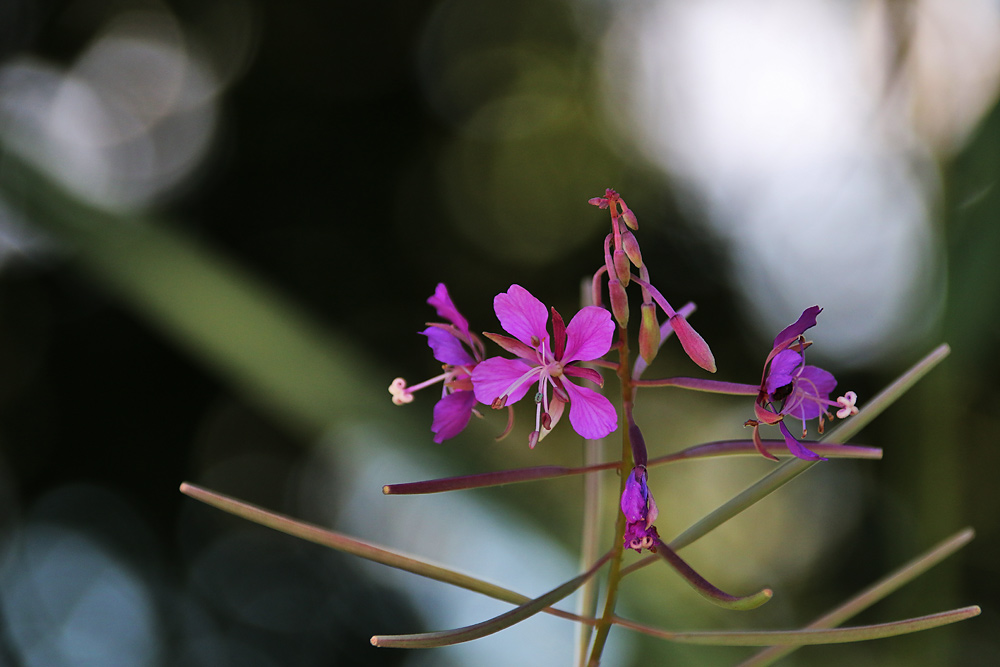 Blüten mit Lichtpunkten im Hintergrund