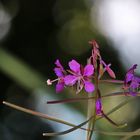 Blüten mit Lichtpunkten im Hintergrund