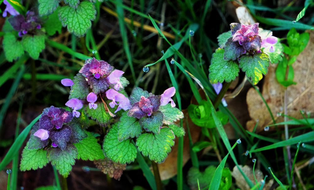 Blüten mit Reif und Morgentau