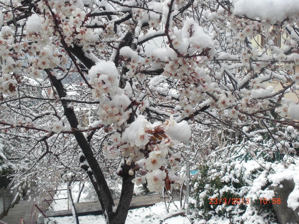 Blüten mit Schnee