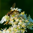 Blüten mit Schwebefliege